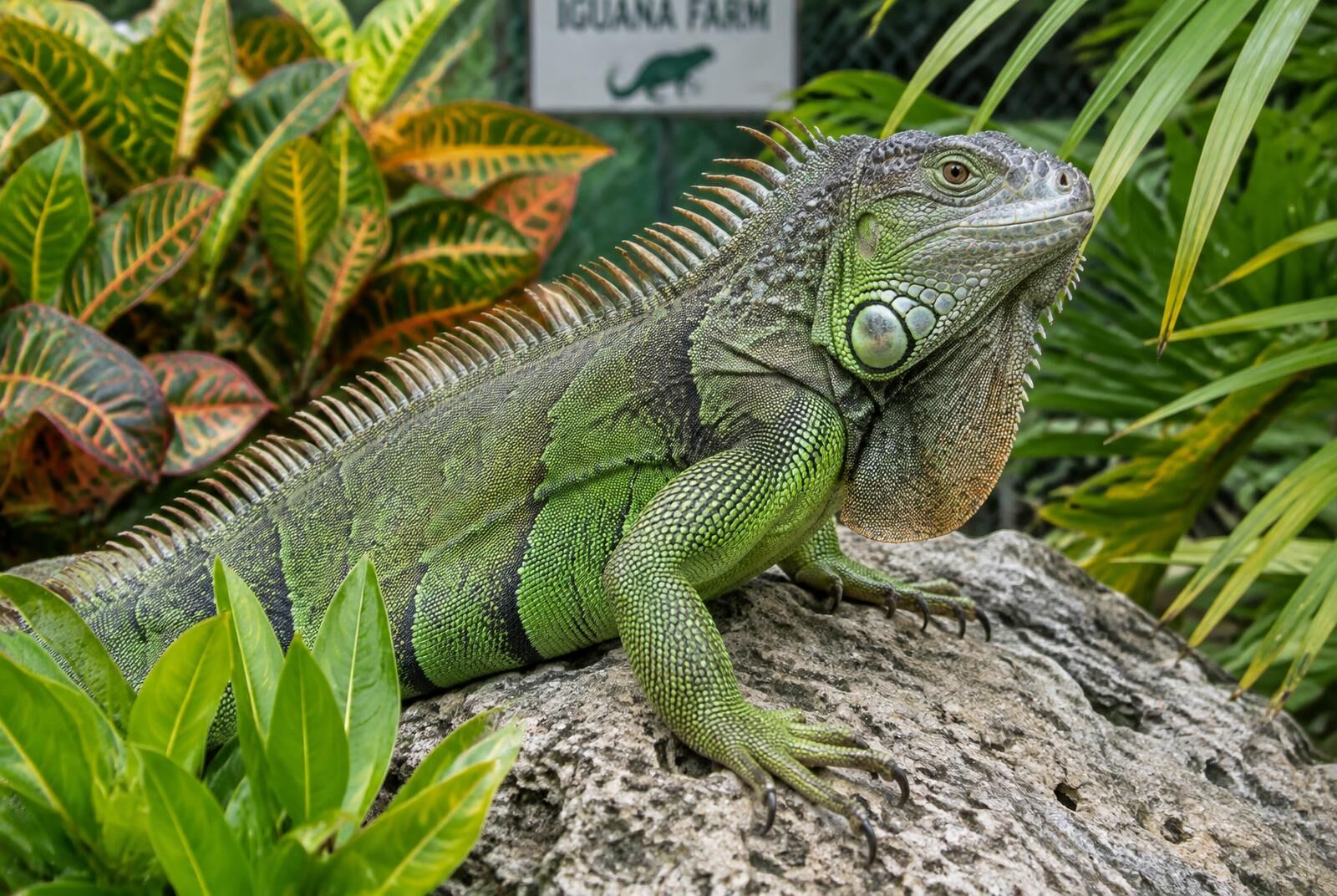 Iguana Farm