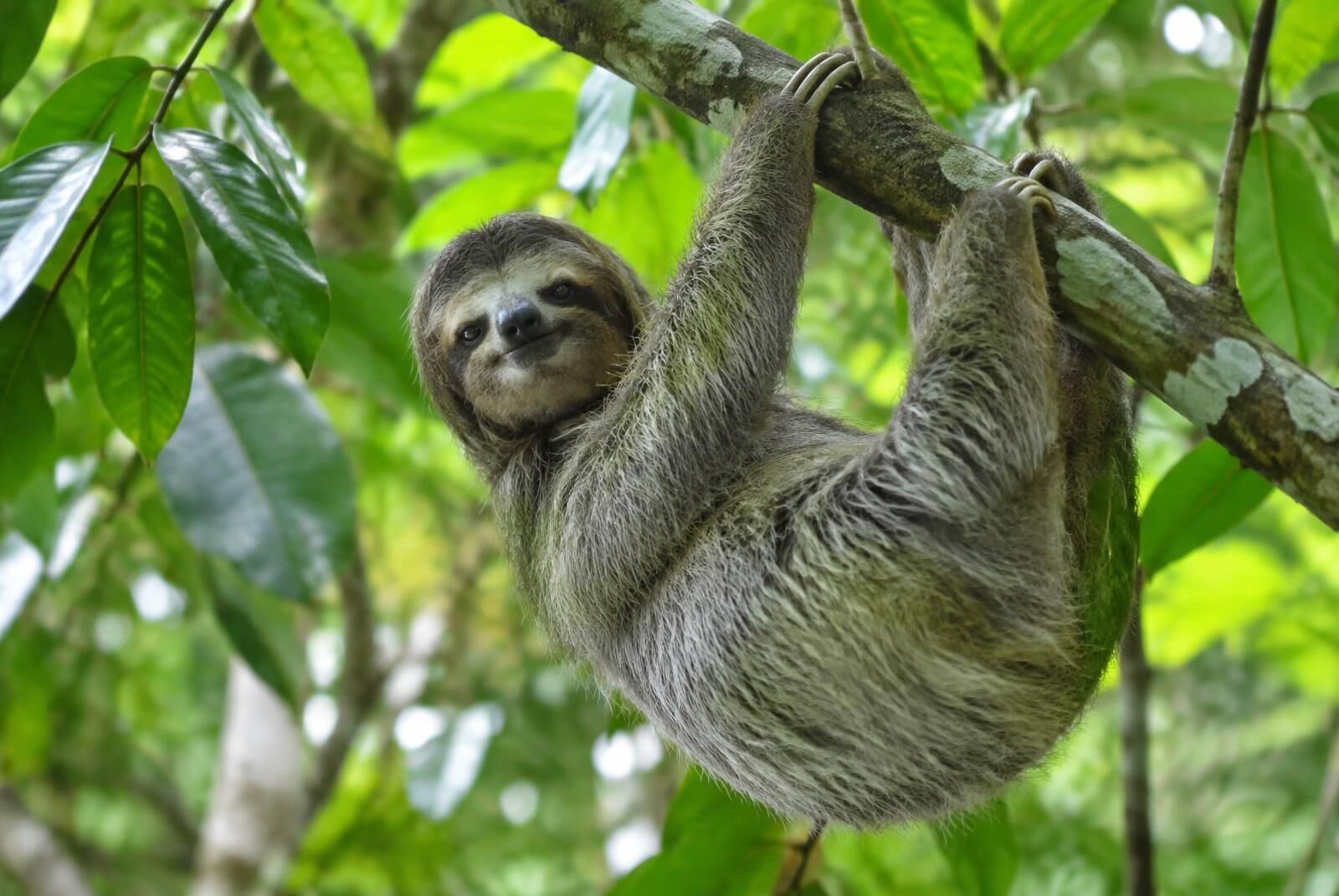A sloth in Roatán's forest